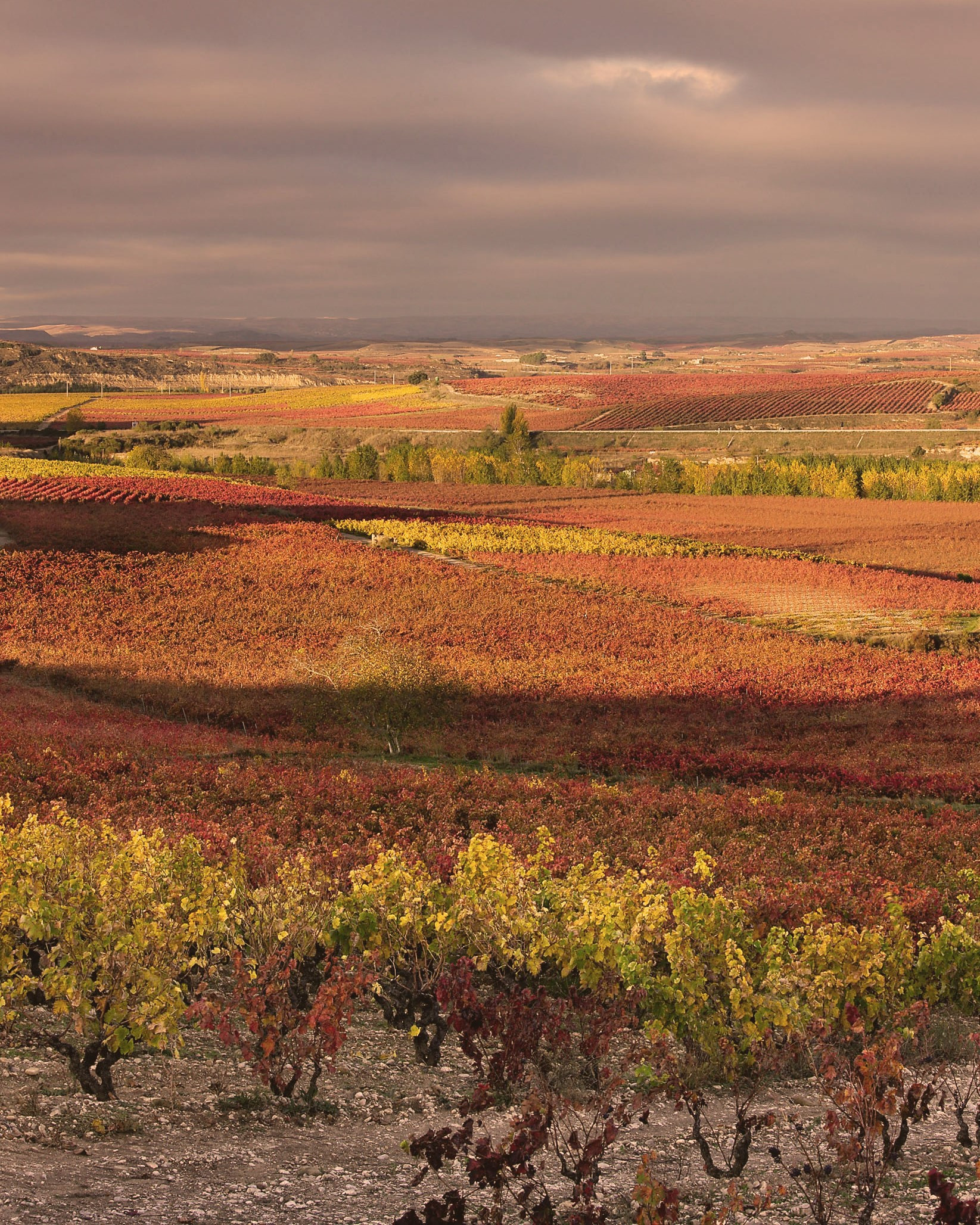 Vineyards on the horizon in La Rioja, Spain 